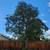 🔷MORELOS TREE Specialist, Removal, Trimming, Stump. Dependable🔷 9 thumbnail