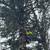 DIVINO LANDSCAPING AND TREE SERVICES 11 thumbnail