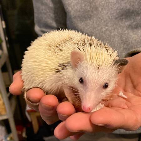 Male hedgehog63739455628931120