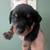 Mini Daschund 1 thumbnail