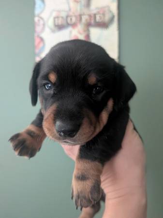 Mini Daschund 1