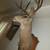 6-Point Deer Head – Mounted and Ready 3 thumbnail