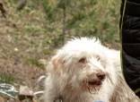 Hypoallergenic poodle/springer spaniel63655939144707121