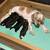 Puppy Whelping Box 6 thumbnail
