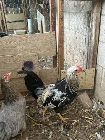 Whiting true blue Pair 1