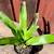 Bromeliads - cold hardy tropical plants 5 thumbnail