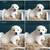 THREE GREAT PYRANEES PUPPIES LEFT 5 thumbnail