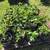 BLACKBERRY PLANTS, ORGANIC 3 thumbnail
