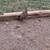 Richardson Reds and Grey Junglefowl 6 thumbnail