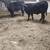 Feeder calves 2 thumbnail