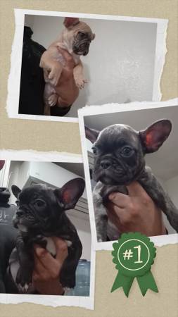 French bulldogs puppies 1