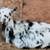 7 nigerian dwarf goats 3 thumbnail