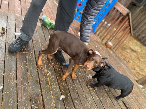 Cachorro de Doberman rojo en adopción (Federal way)64184332005763120