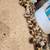 Quail eggs 2 thumbnail