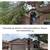 Irrigation, Weeds Landscaping Cleanup & Maintenance 14 thumbnail