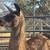 Llama 5 thumbnail