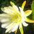 Cereus Peruvianis 'Spiralis Twist' 2 thumbnail