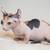 Sphynx kittens 23 thumbnail