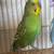 Male Parakeet 1 thumbnail
