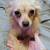 Blonde Miniature Long haired Chiweenie 1 thumbnail