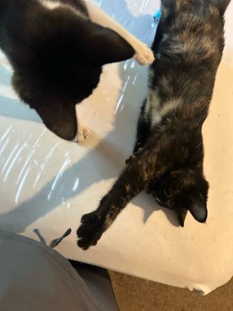 Free kittens (Spokane)63970073110531120