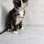 Rare  Tortoiseshell Kitten 1 thumbnail
