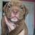 Pitbull/Bully pups 2 thumbnail