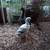 Geese and Team Roping  Saddles 20 thumbnail