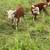 Miniature Hereford heifers for sale. 4 thumbnail