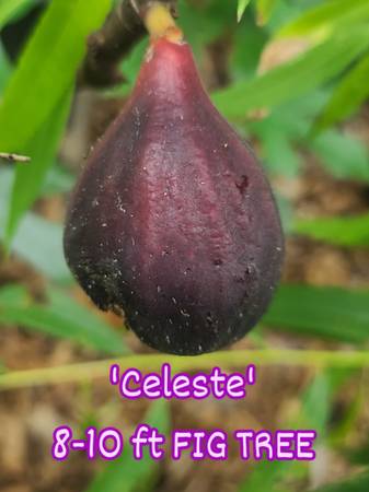 DESSERT HONEY FIGS 1