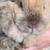 Holland Lop Doe 2 thumbnail