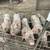 Pigs for sale 4 thumbnail