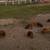 Kunekune/Mangalitsa cross piglets 3 thumbnail