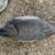 Antique Duck Decoys w/ weights and bag. 4 thumbnail