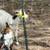 Mini goats!! 3 thumbnail