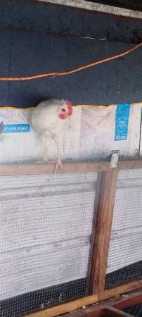 Free Rooster leghorn x legbar 1
