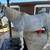 Quarter horse 6 thumbnail