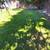 Yard work leaf blowing & clean up 4 thumbnail