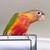 Conures for sale 1 thumbnail