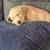 British Lab Puppy 3 thumbnail