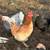 Laying Hens 11 thumbnail