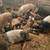 Feeder Pigs 1 thumbnail