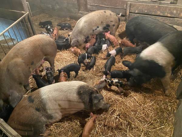 Feeder Pigs 1