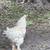 Roosters 2 thumbnail