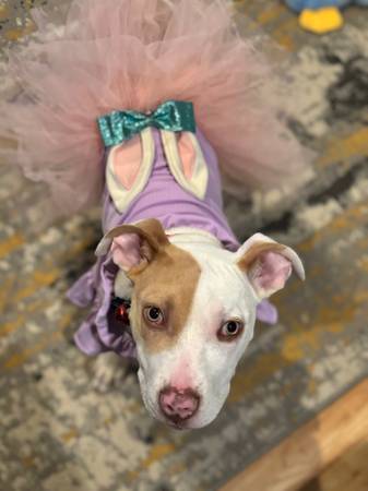 PitBull (Centereach)63621692791809122