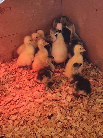 African & White Chinese Geese For Sale!! 1