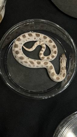 Axanthic Anaconda het albino western hognose (Elberfeld)64147995798785121