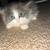 Kittens 3 thumbnail