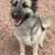 German Shepherd /husky 1 thumbnail