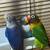 I sell lovebirds 4 thumbnail